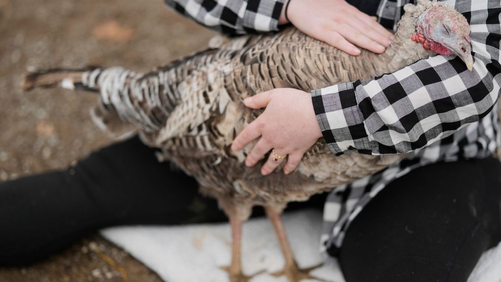 Jordan Gullotta pets a turkey during a cuddle therapy session at The Gentle Barn, Tuesday, Nov. 25, 2025, in Christiana, Tenn. (AP Photo/George Walker IV)