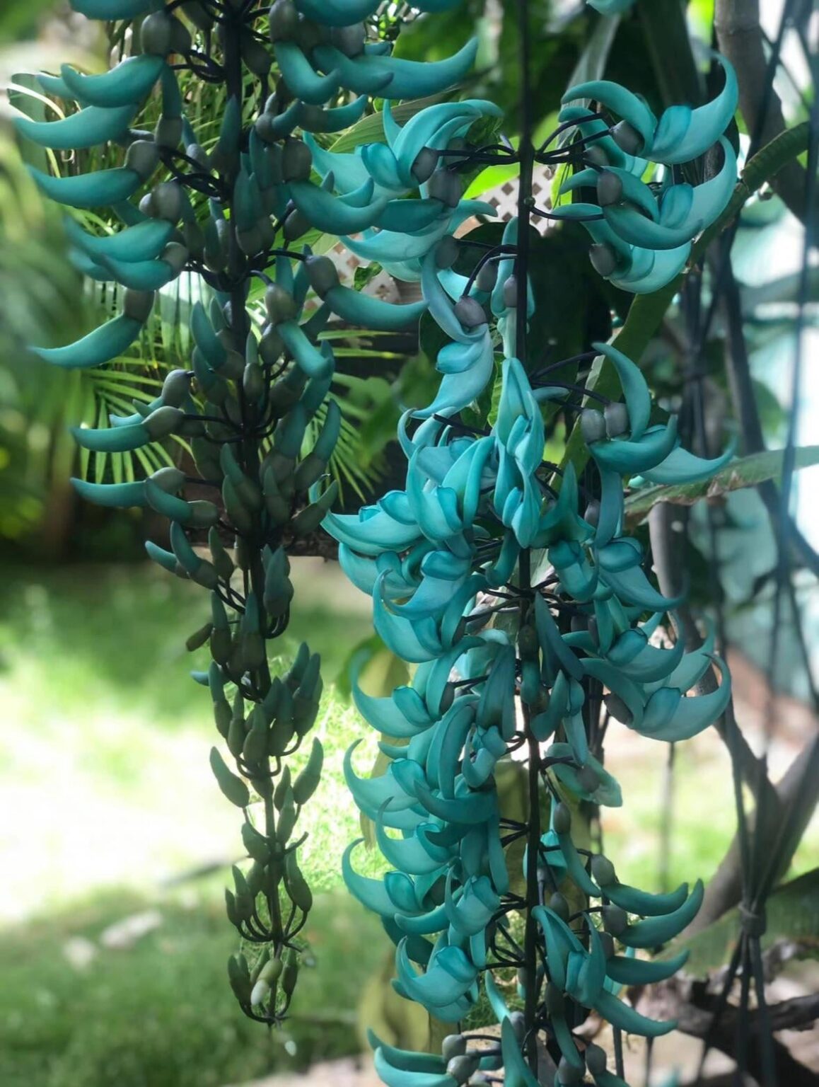 The color on blue jade vines always feels unreal to me. Can you think of any other flora with similar coloring?