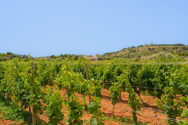 Malta is also growing in importance as a wine producer, with several of its wineries receiving international awards