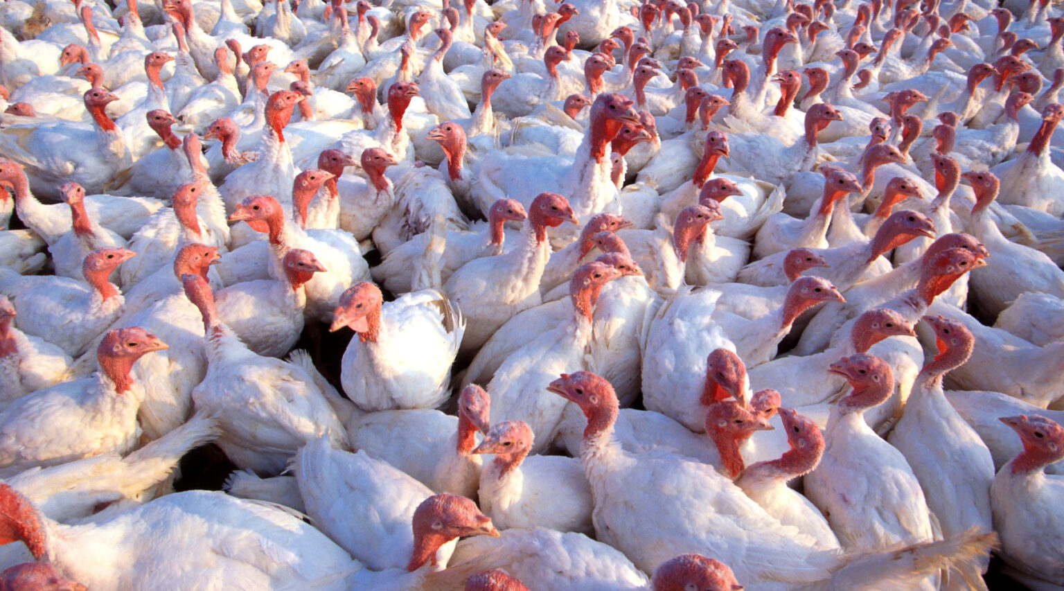 Thanks to Turkey Farmers