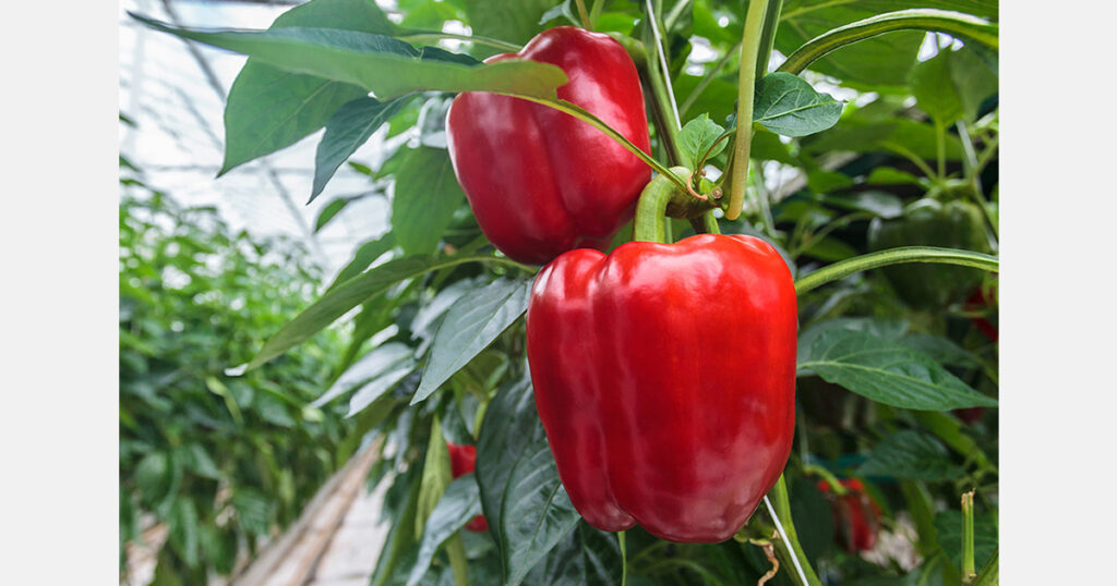 Andalusia issues guidelines for managing crop residues affected by Thrips parvispinus