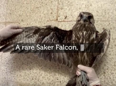 Endangered Saker Falcon found shot dead in Gozo, BirdLife Malta says