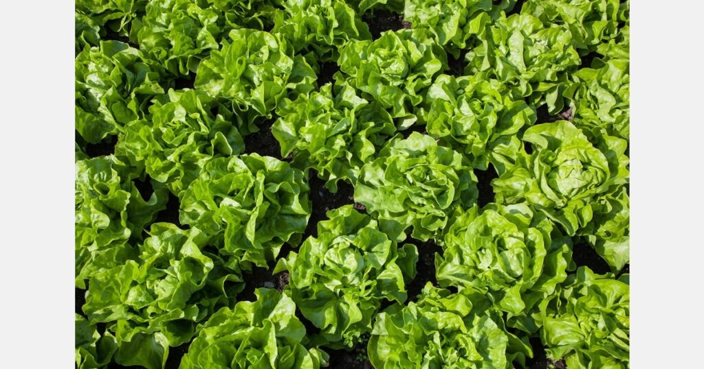 Slight increase in lettuce production