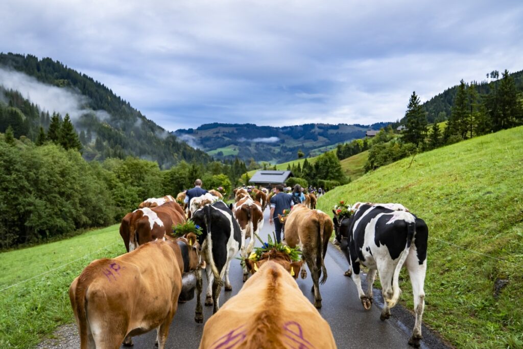 Facing Trump’s tariffs, Swiss farmers find themselves with too much milk