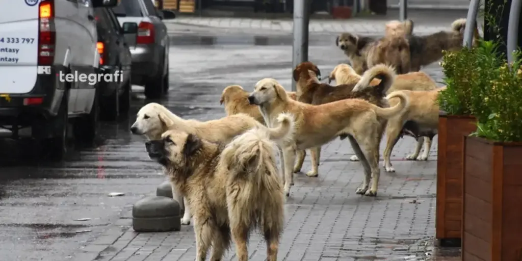 Animal Rights Foundation: Over 50 thousand dogs throughout Kosovo