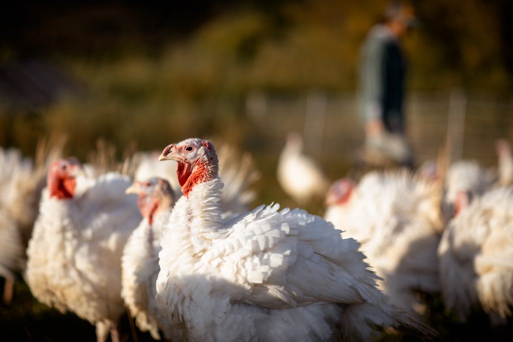 Let’s talk turkey: ACES partners with local farm for Thanksgiving dinners in Aspen