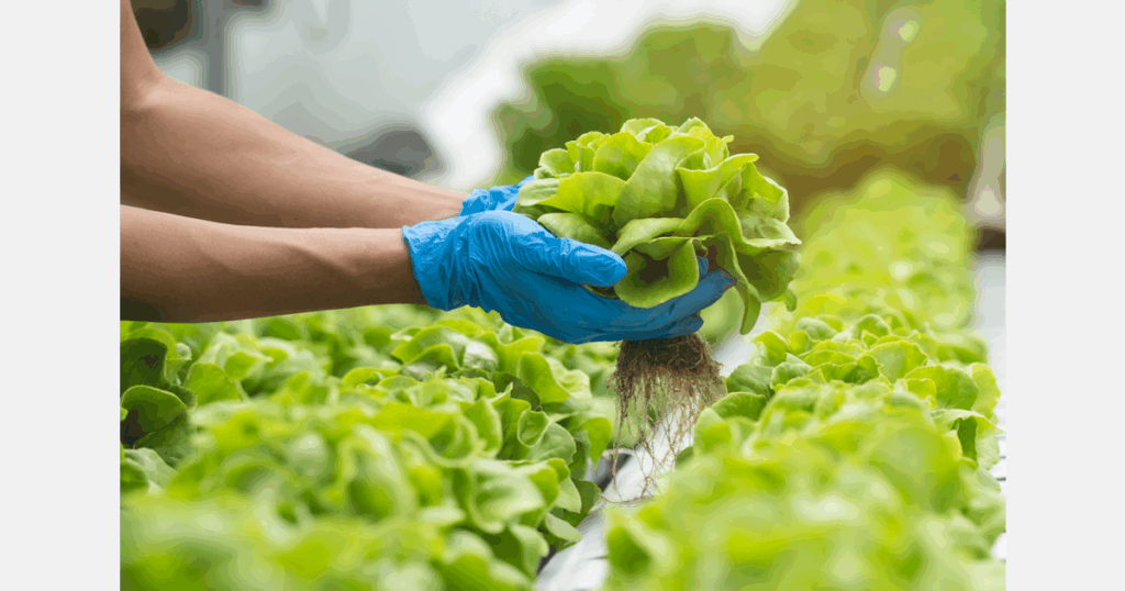 Waverley lettuce farm team set to sell farm