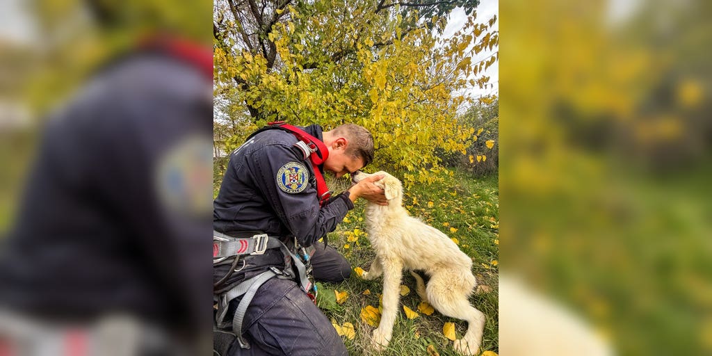 Young dog saved after falling into well