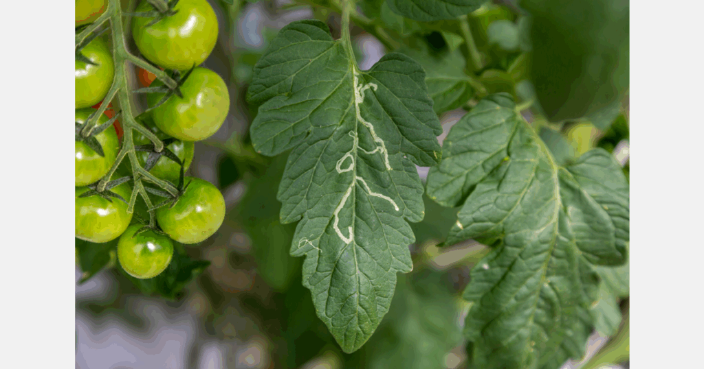 Fighting to control pests in tomato crops