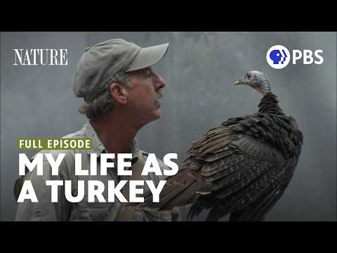 “My Life as a Turkey” – Why Evolution Is True