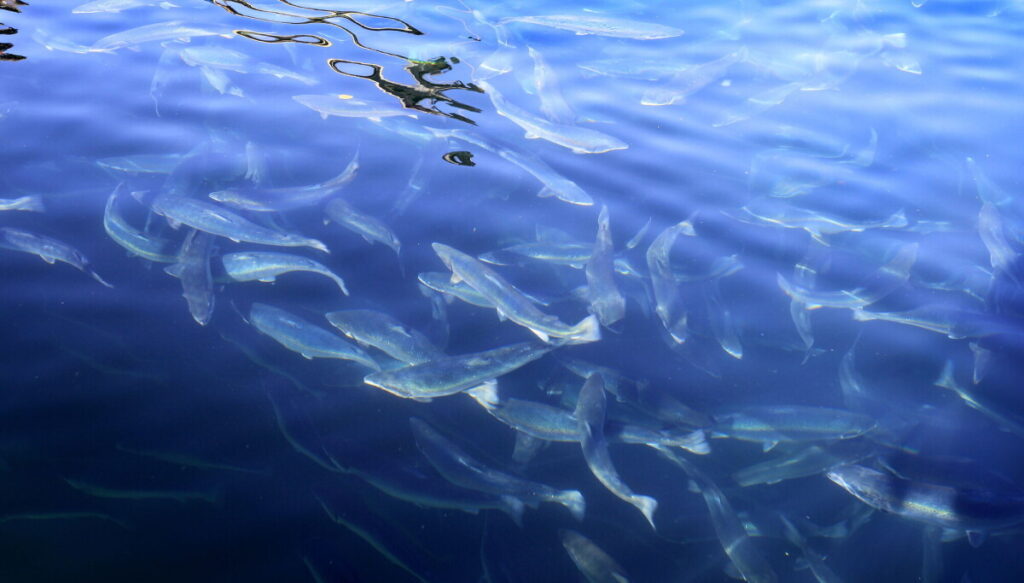Norway exports salmon with wounds, but that's not the real problem
