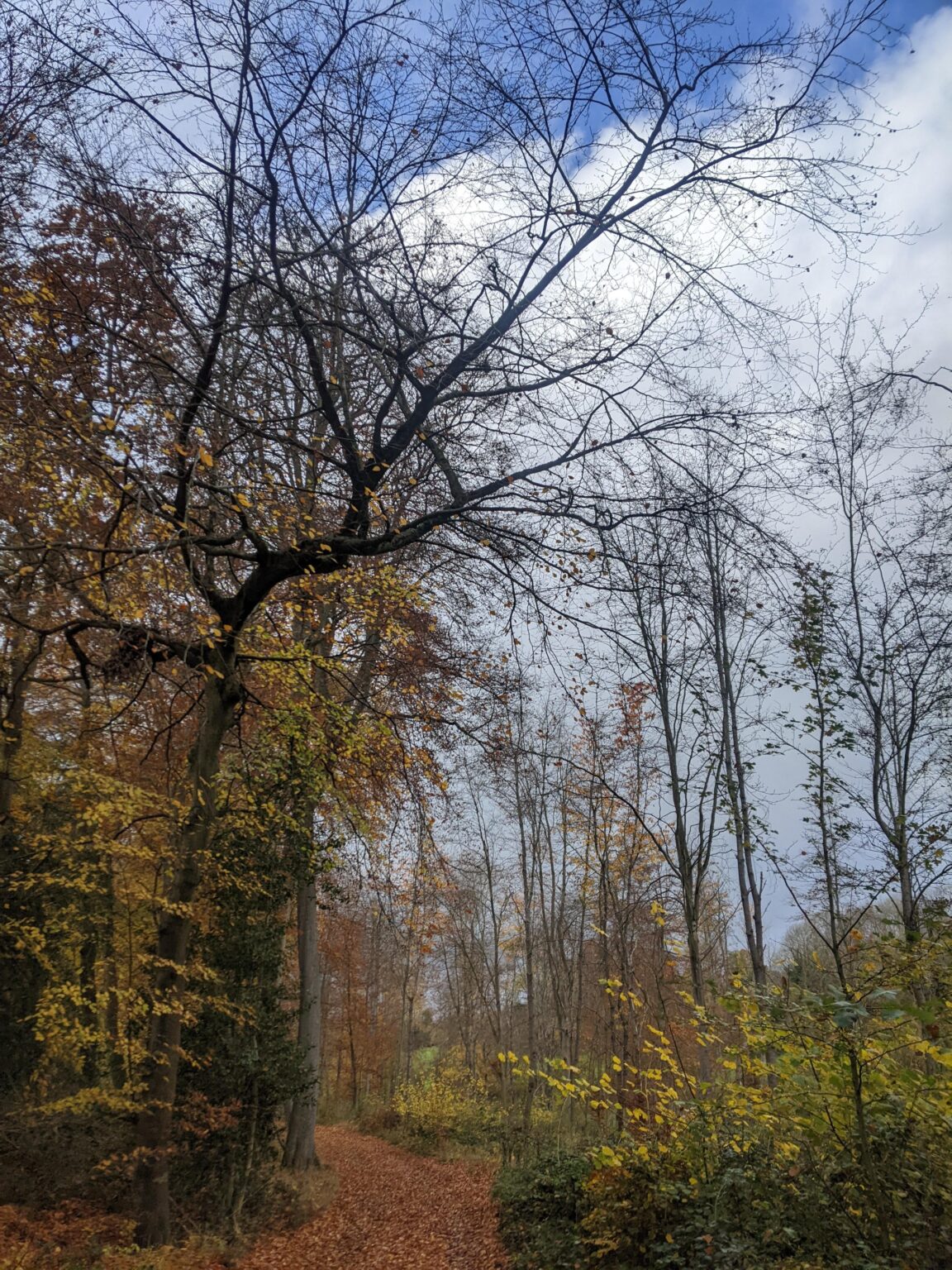 Autumnal Piddington, England. X