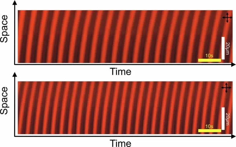 Space-time images of CSTCs with different temporal periodicity driven by the low (top) and high (bottom) intensity, respectively. (CREDIT: Zhao & Smalyukh, 2025, Nature Materials)
