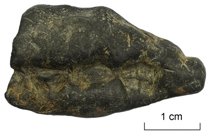 Birch bark tar chewed by prehistoric people in Estonia leave valuable DNA traces | News Birch bark tar chewed by prehistoric people in Estonia leave valuable DNA traces | News