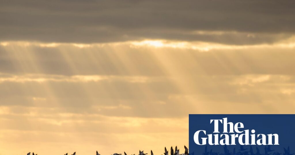 ‘A win for nature and people’: Elizabeth line soil used to create Essex bird haven | Birds