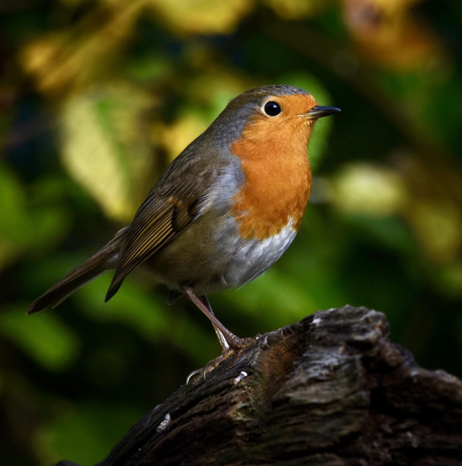 Not just for Christmas 🍁🍂🍁