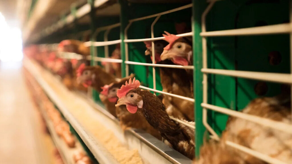 Farmers should be 'very concerned' as 12,000 chickens to be culled