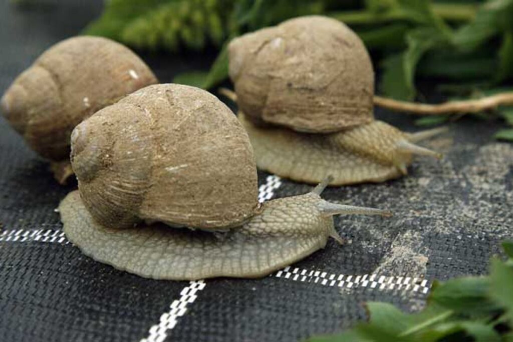 Thieves steal 90,000 Euros of snails meant for Michelin starred restaurants in France