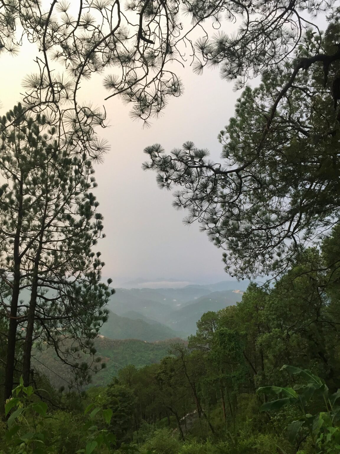 Lost amongst the Pines