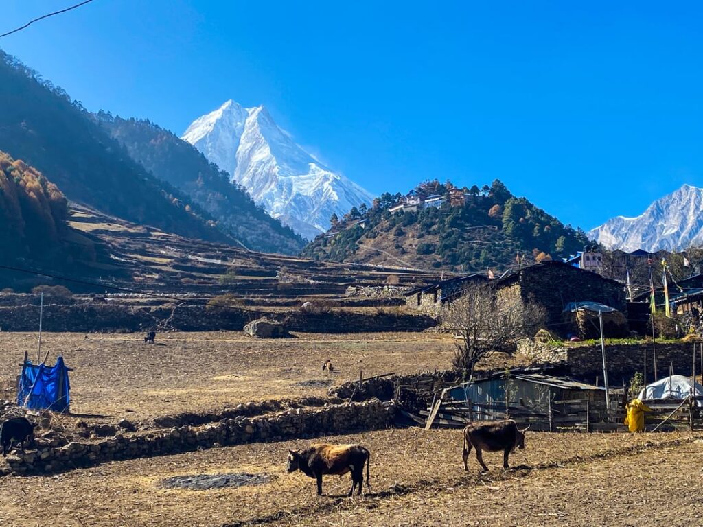 Manaslu seen from Lho Village in Nepal
