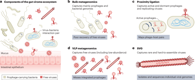 Gut virome dynamics: from commensal to critical player in health and disease