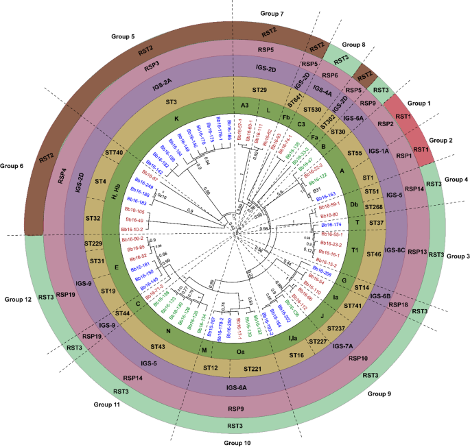Genetic landscape of Borrelia burgdorferi sensu stricto in Canada: a study of genetic diversity
