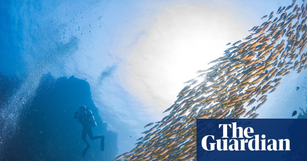 ‘We must protect and we must understand’: using shipwrecks to rebuild fish populations | Environment