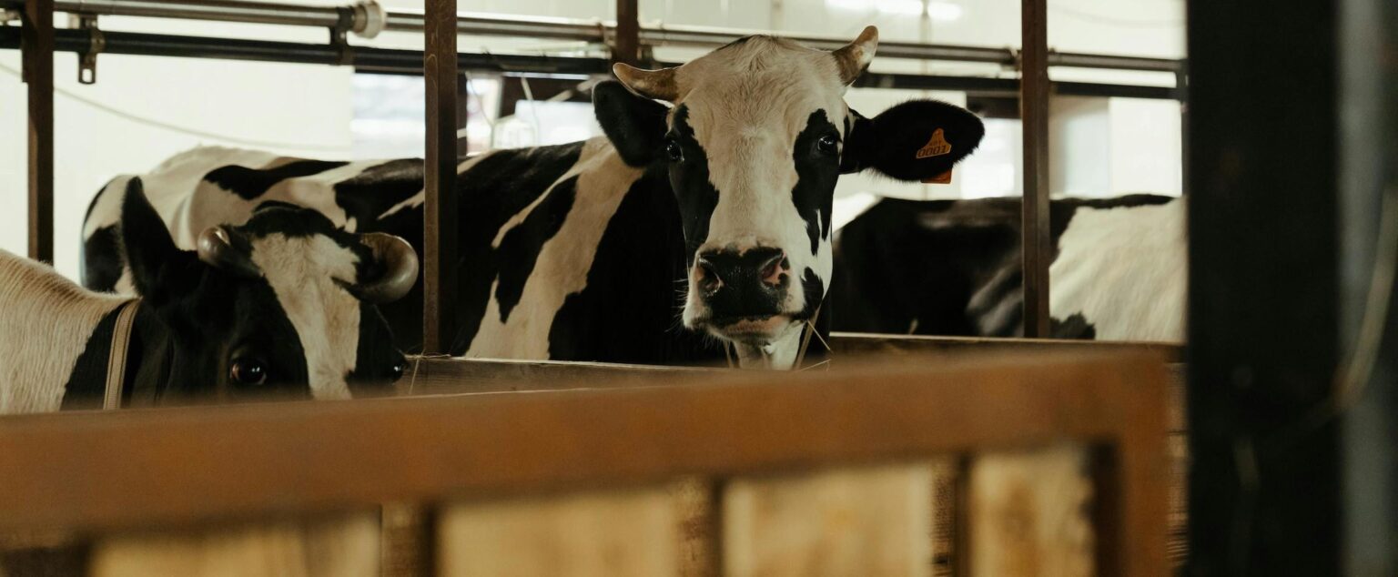 A clear majority of the U.S. public finds standard animal agriculture practices for pigs, cows, and chickens to be unacceptable, ranging from 71% to 85%, depending on the practice.