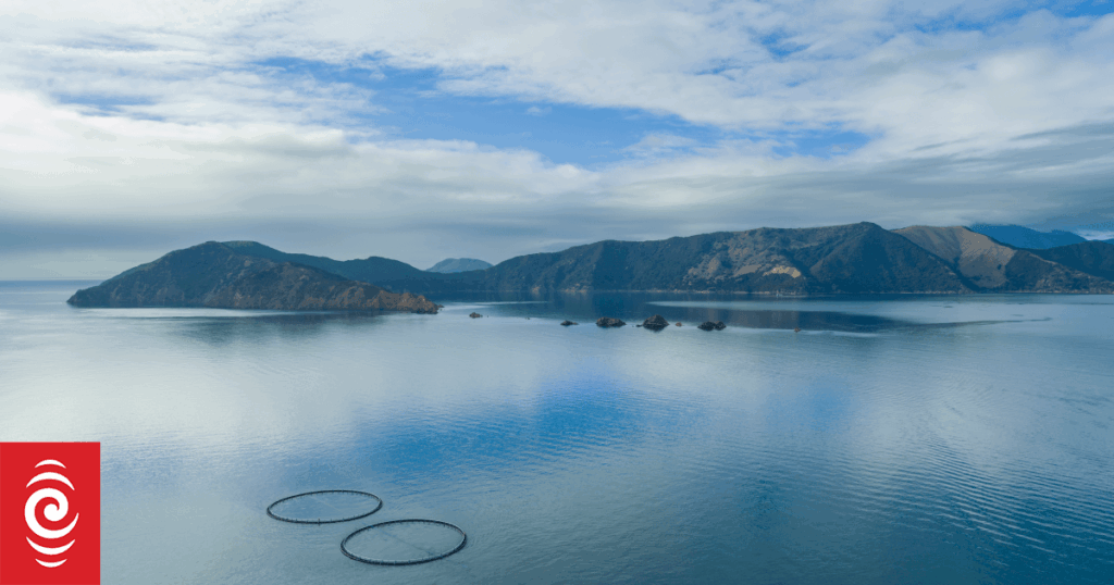 New Zealand King Salmon falls to loss