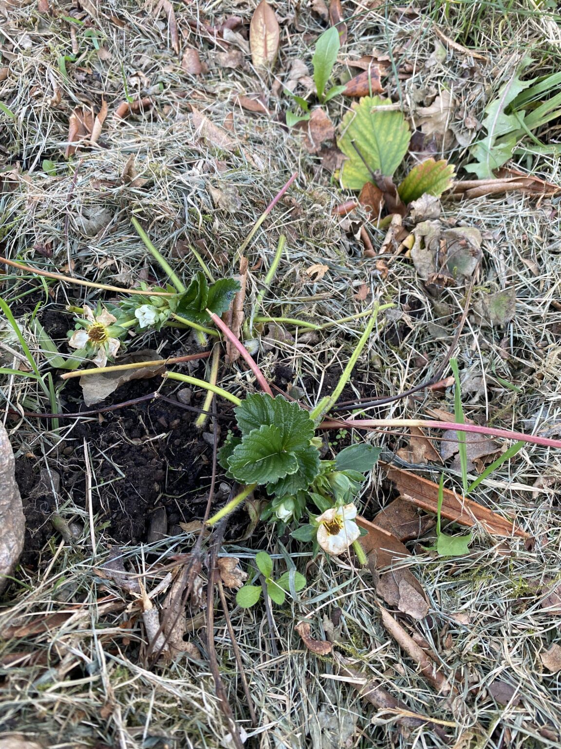 What’s eating my strawberry leaves so late in the year 🍓