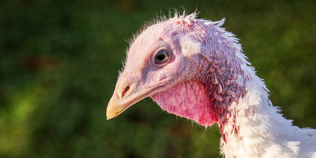 Smaller turkey flock, but Thanksgiving supply, demand remain steady