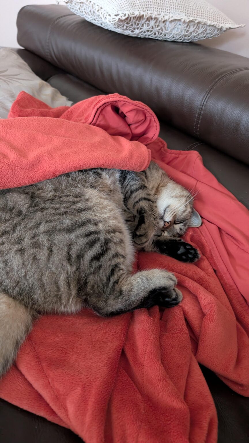 Catbot
