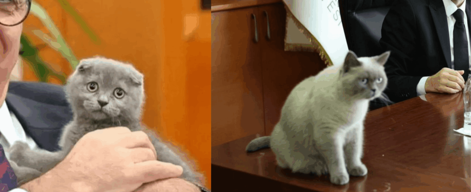Bayrampaşa Municipality's cat, Bulut, was taken into care by the council member because he was not wanted by the trustee. Recently, a cat named Duma was appointed as trustee of the building, replacing Bulut.