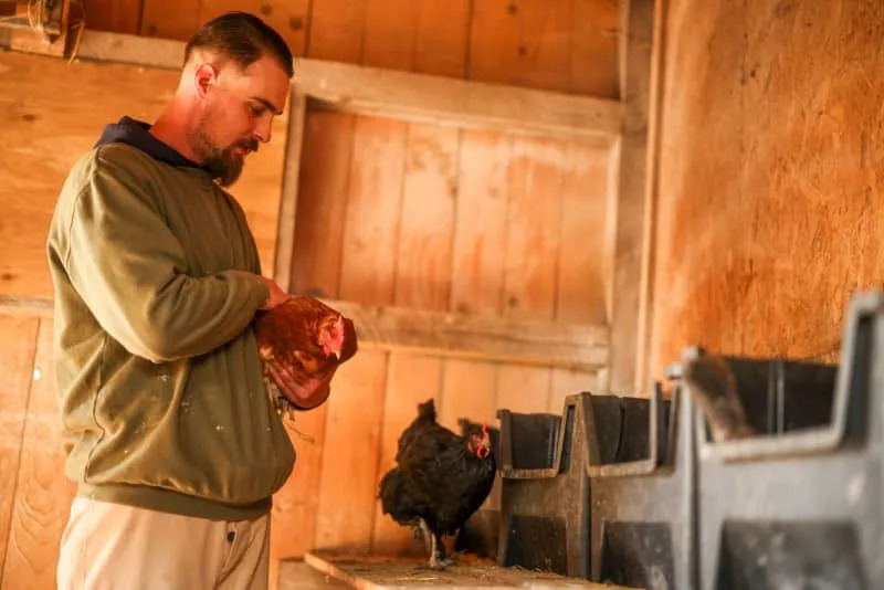 Manuel caring for one of the chickens that otherwise would be bound for the slaughterhouse. Christoph Reichwein/dpa