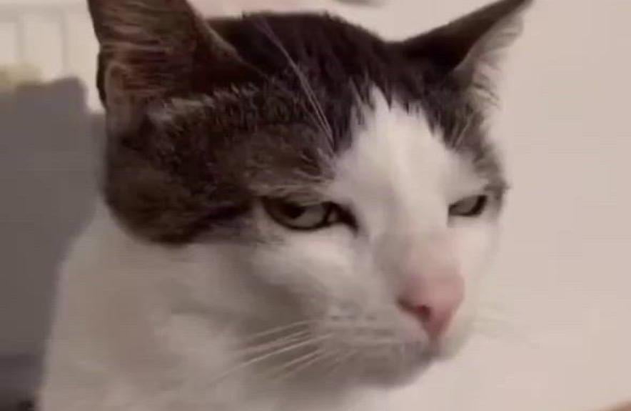 When someone pronounces your "cław/sław" ending name as "Slav" for the 2millionth time despite writing it phonetically for them and only saying your name correctly