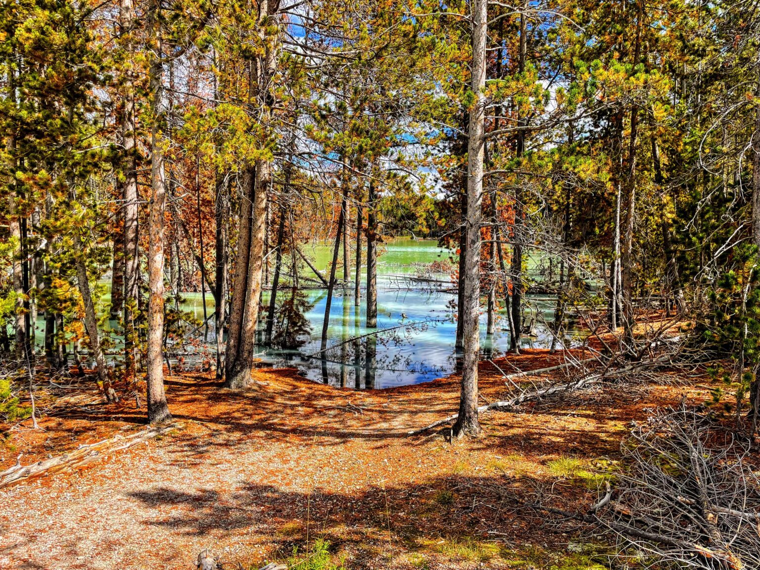 Hidden Corner of Norris Geyser Basin - Nuphar Lake Yellowstone
