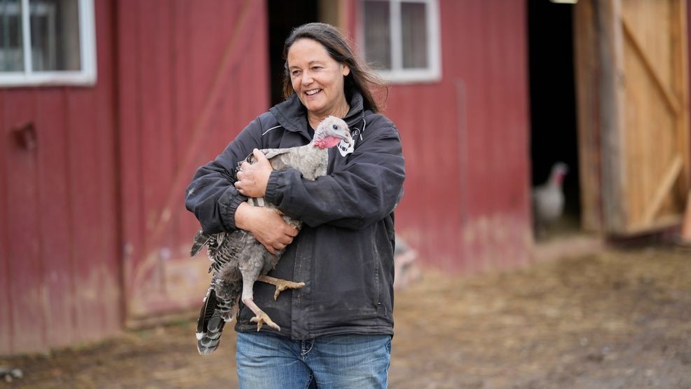 Ellie Laks carries a turkey at The Gentle Barn, Tuesday, Nov. 25, 2025, in Christiana, Tenn. (AP Photo/George Walker IV)
