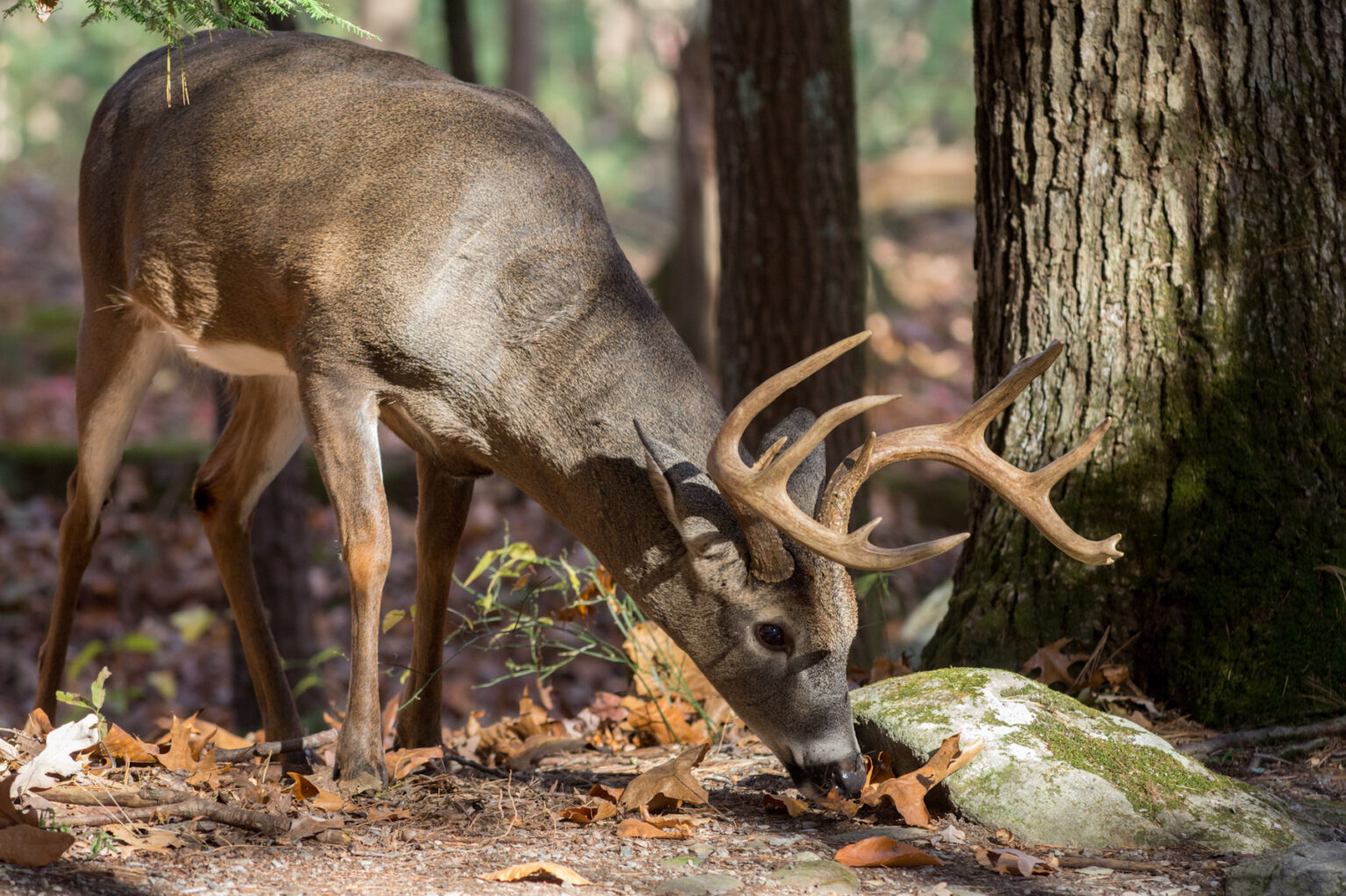Maine Expands 'Do Not Eat' Advisory for Deer and Wild Turkey Amid PFAS Concerns