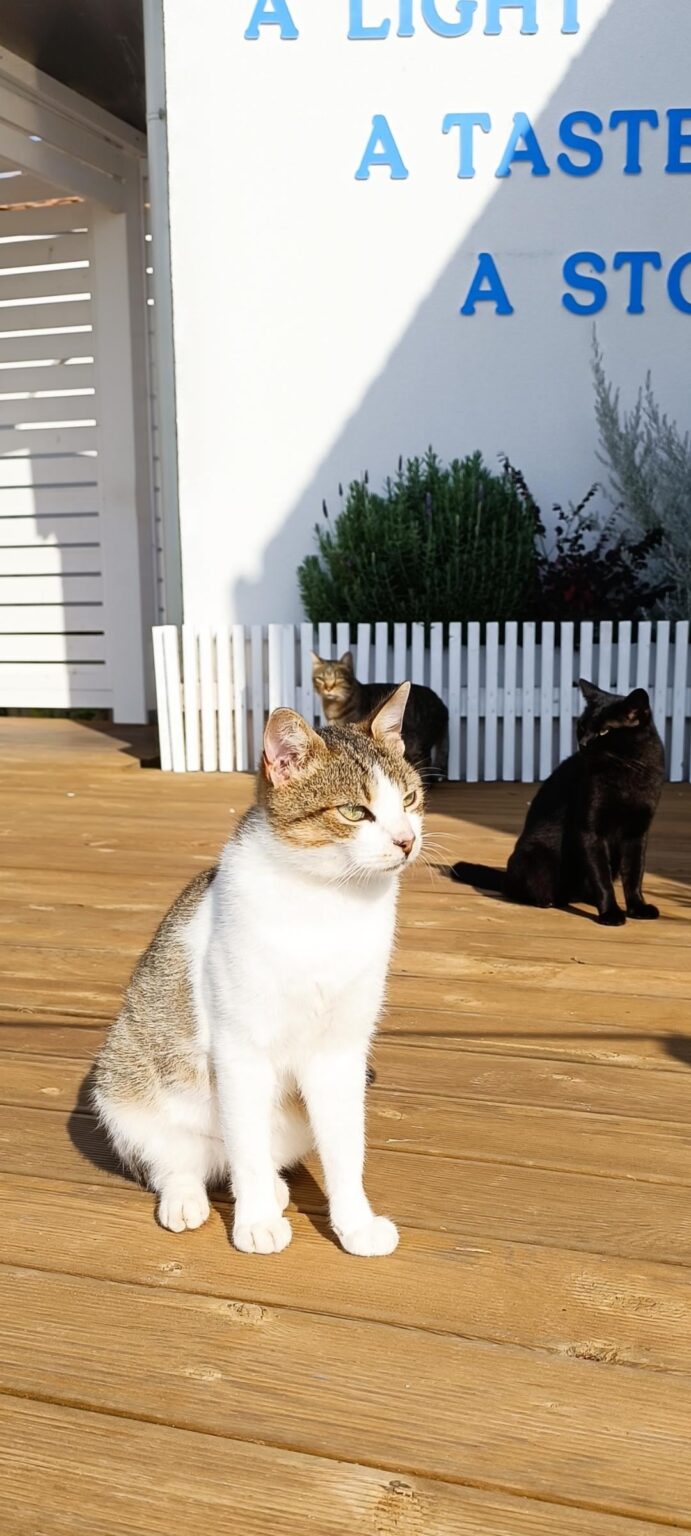 Catbot