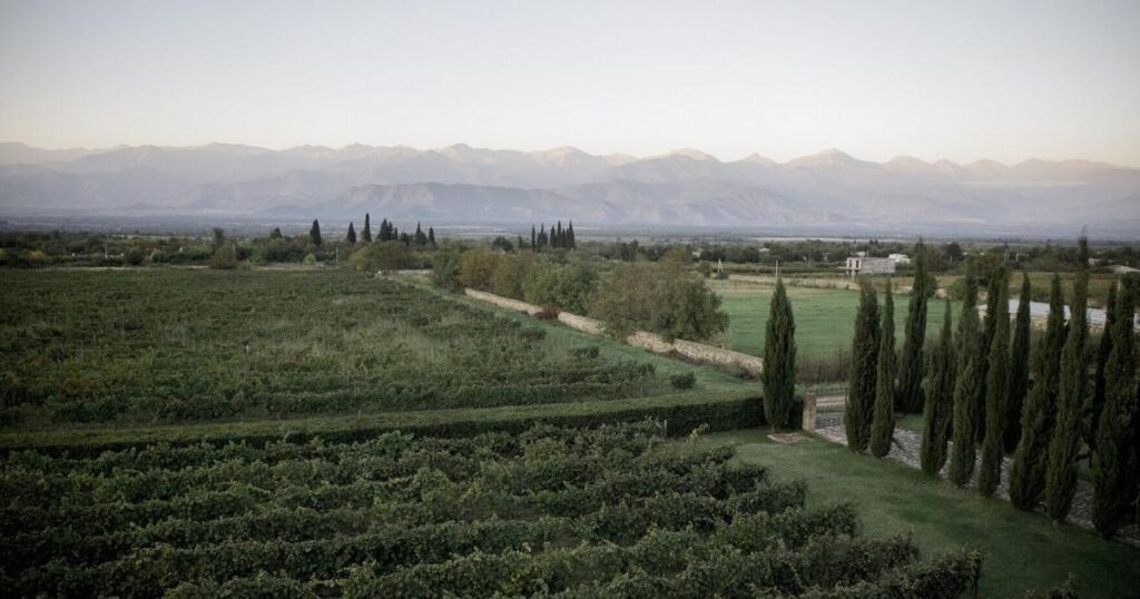 Harvest season in the Old World wine region of Georgia