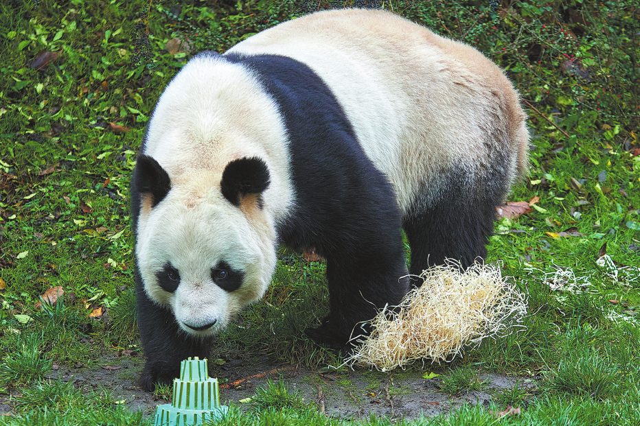 France bids farewell to panda 'diplomats' - World