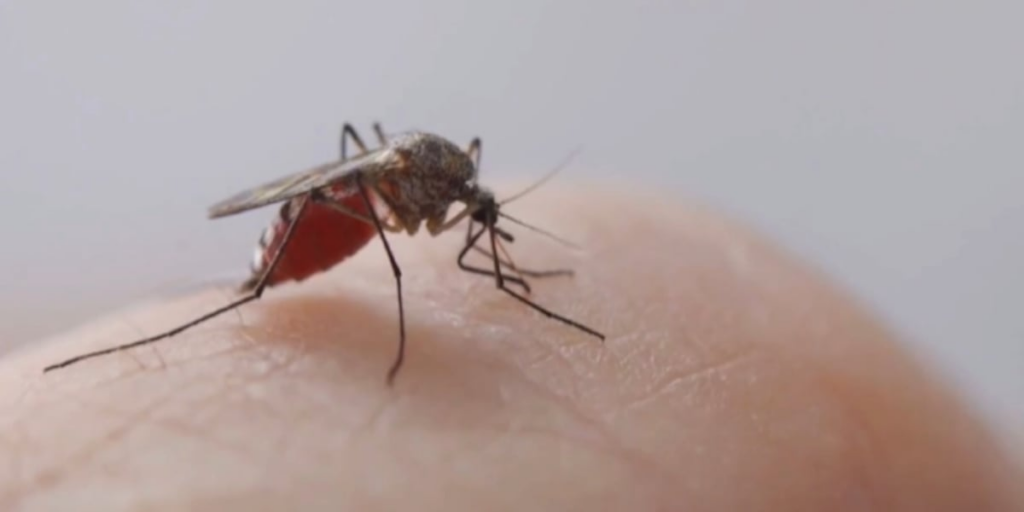 Health officials identify new travel-related case of dengue virus on Oahu, bringing total cases to 14 in 2025