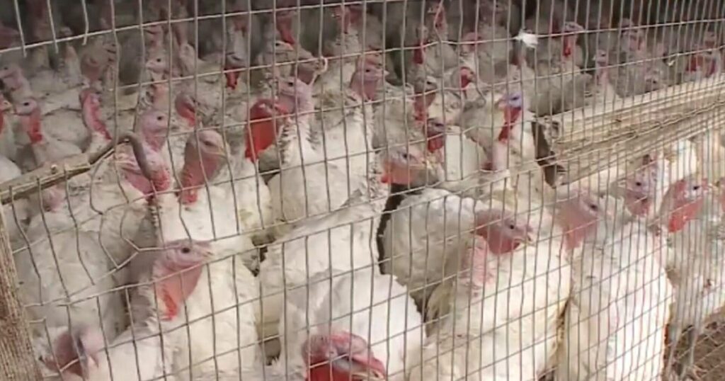 Washington resident infected with different strain of bird flu, health officials say