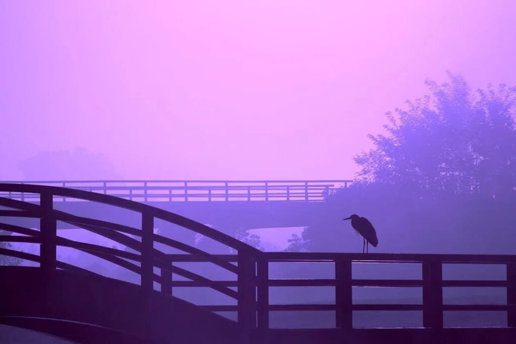The best photos of the 3rd Fog Festival