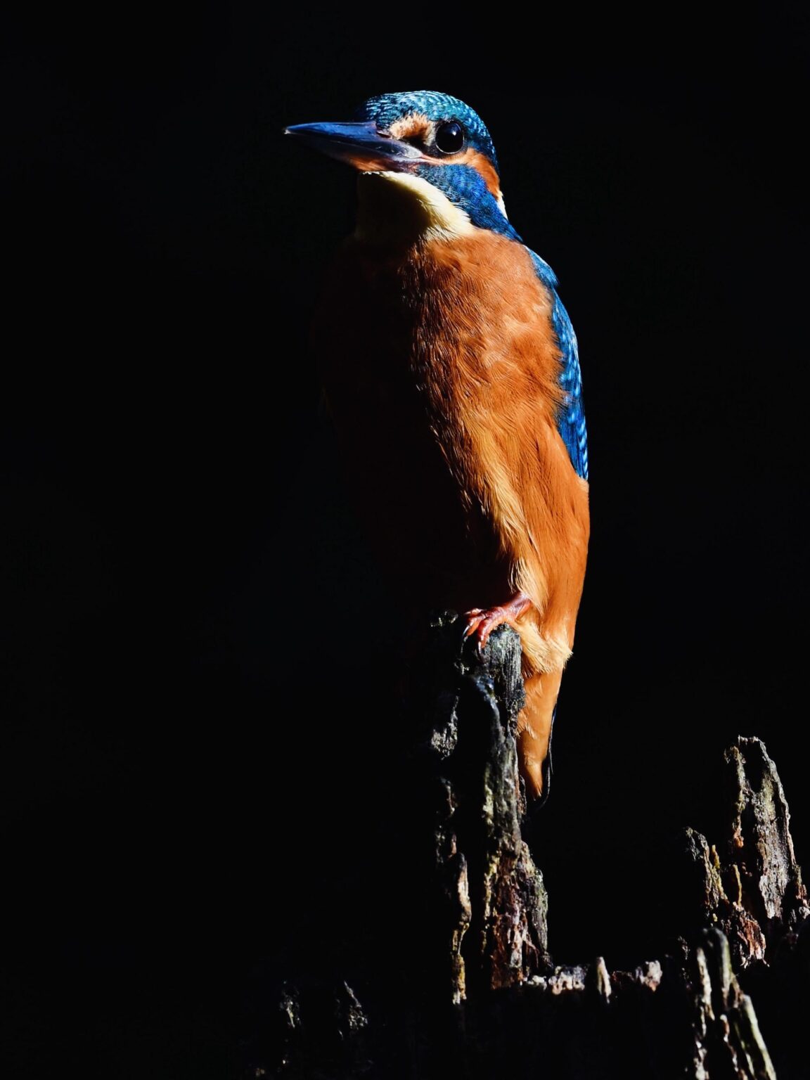 Kingfisher, Millers Wood, Sussex