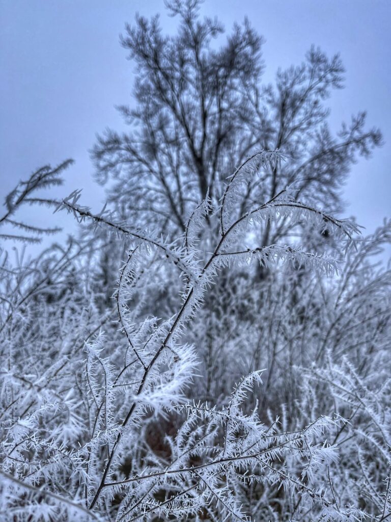 Yesterday we had hoar frost in Ottawa, Canada, rare and beautiful!