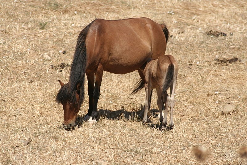 Skyros horses