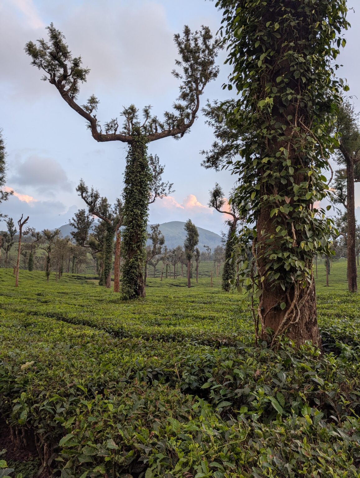 Wonderful day everyone