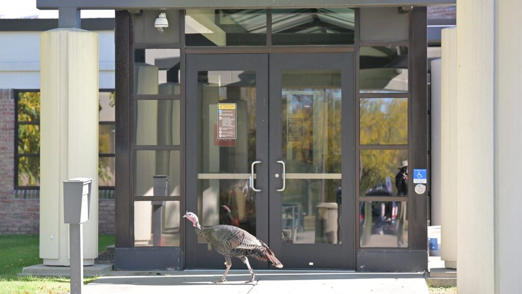 Turkeys have come to town, but they aren't always great neighbors