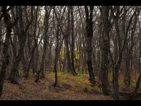 Autumn forest Photo walk